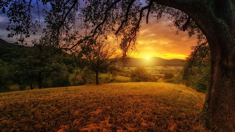 Environmental Wellness