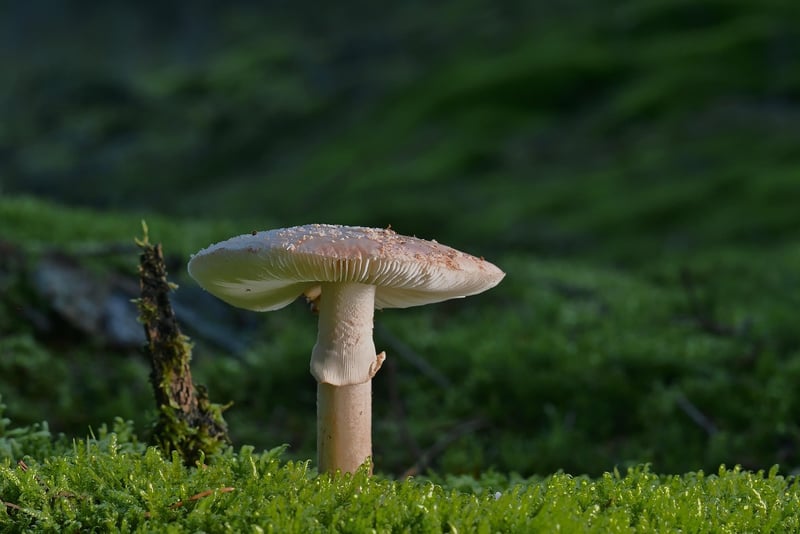 Connecting with Nature